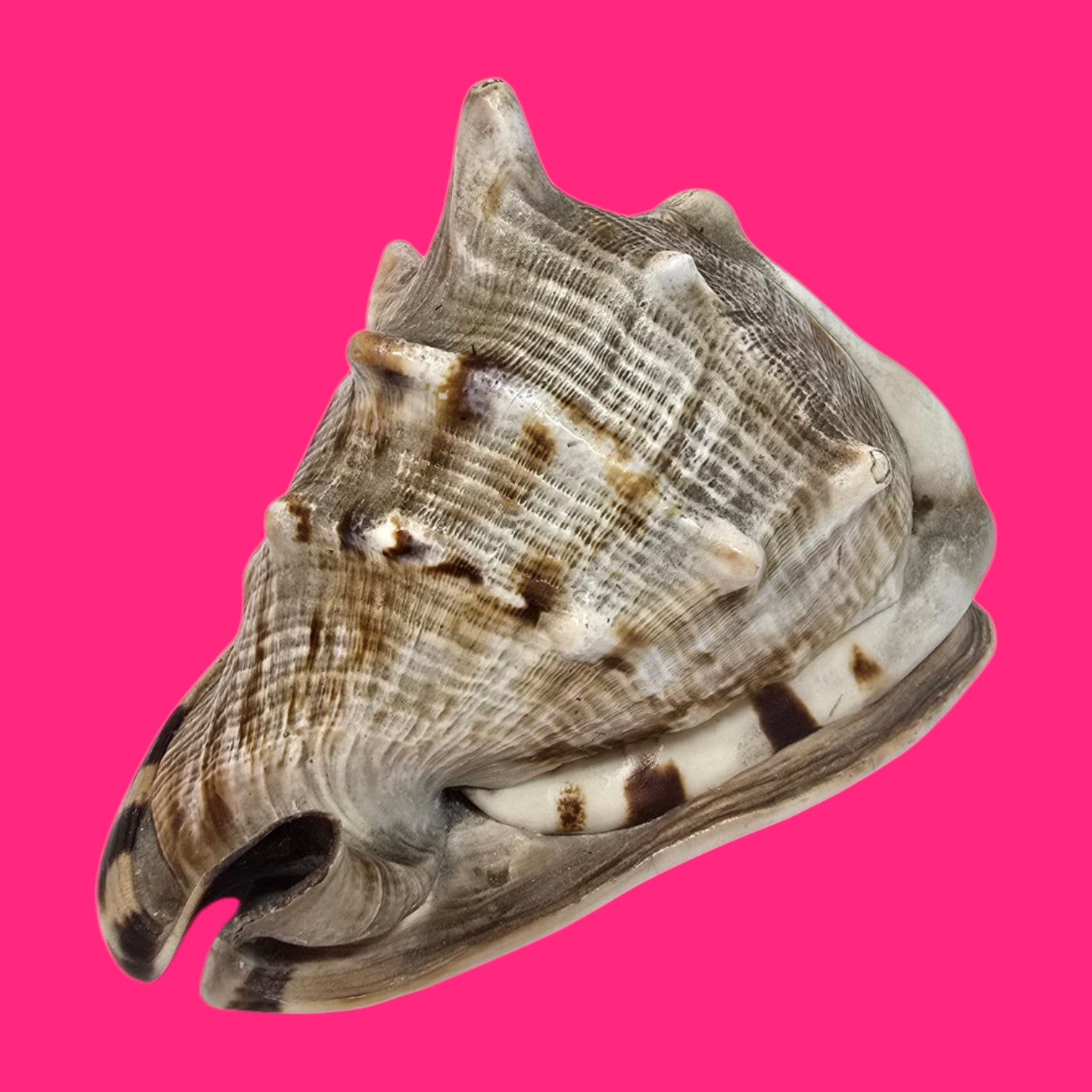 CARACOLA DECORATIVA TONOS MARRONES Y BLANCOS CON PICOS 18X10 CENTIMETROS APROXIMADAMENTE