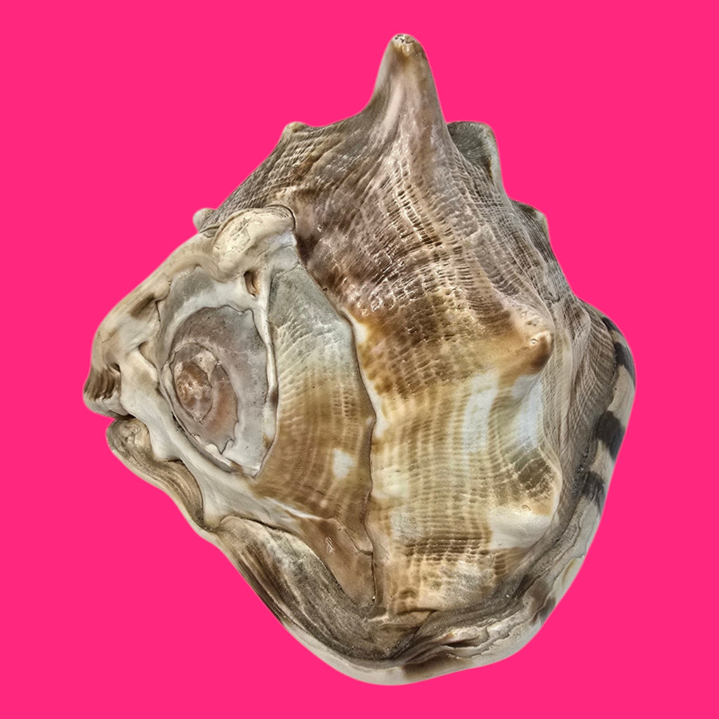 CARACOLA DECORATIVA TONOS MARRONES Y BLANCOS CON PICOS 18X10 CENTIMETROS APROXIMADAMENTE